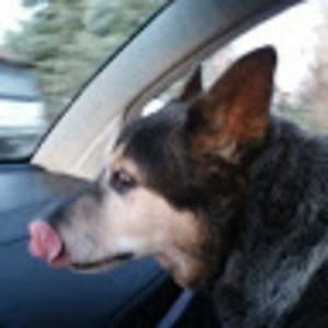 Meet your Posher, Missy